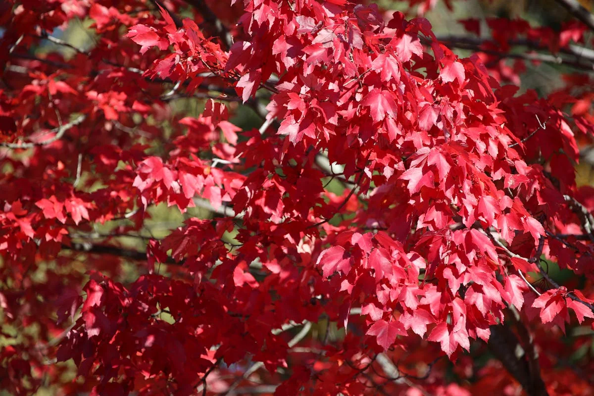 Brass optical instrument with lens focusing light in geometric patterns