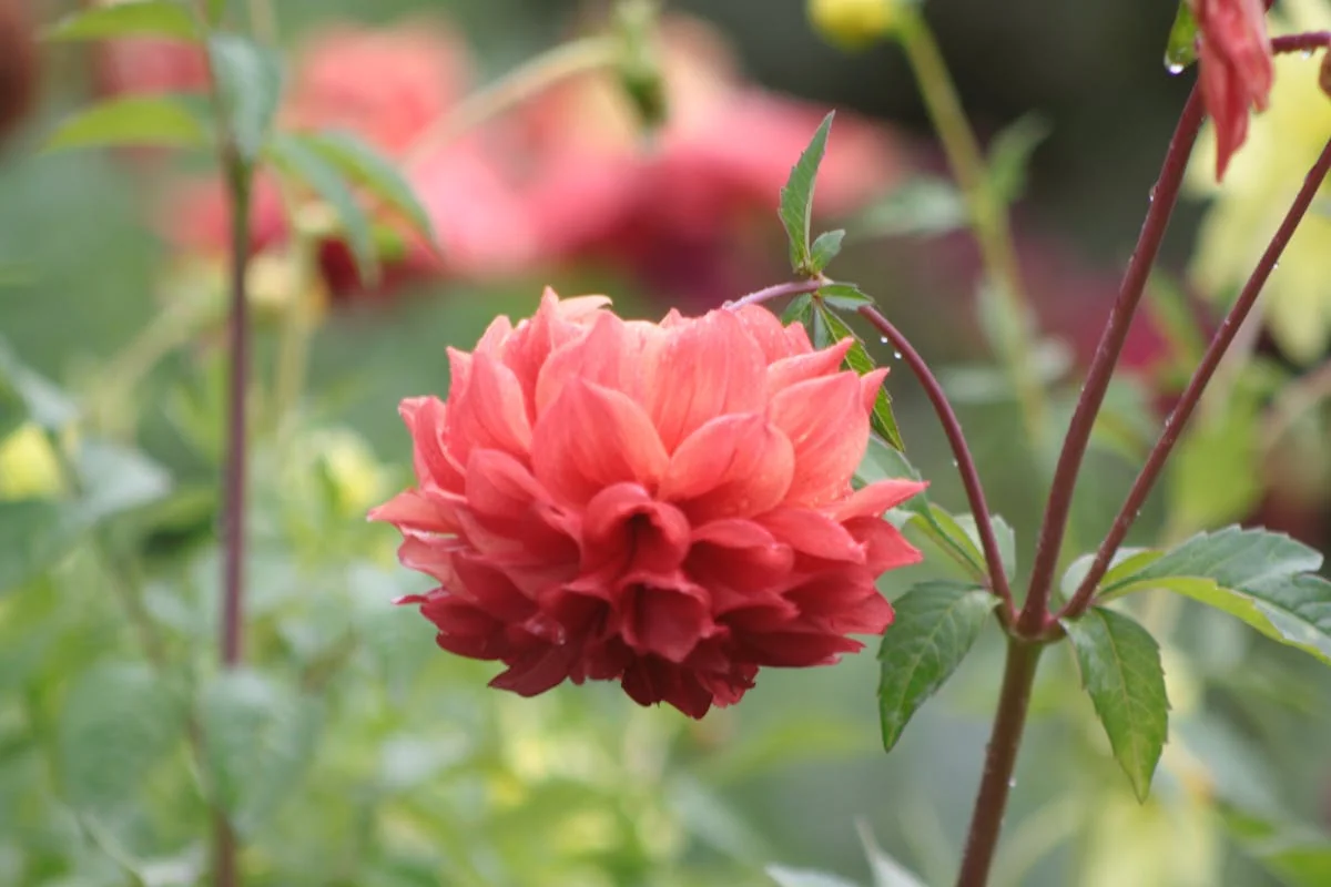 Amber liquid glowing in a Victorian laboratory flask with brass instruments nearby
