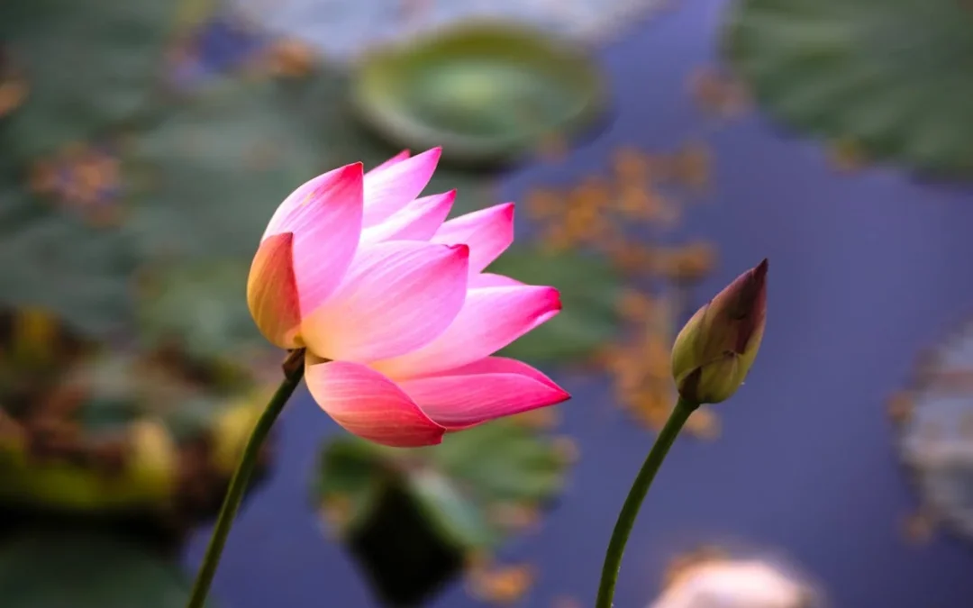 The Brass Navigator: On Choosing in an Engineered Age