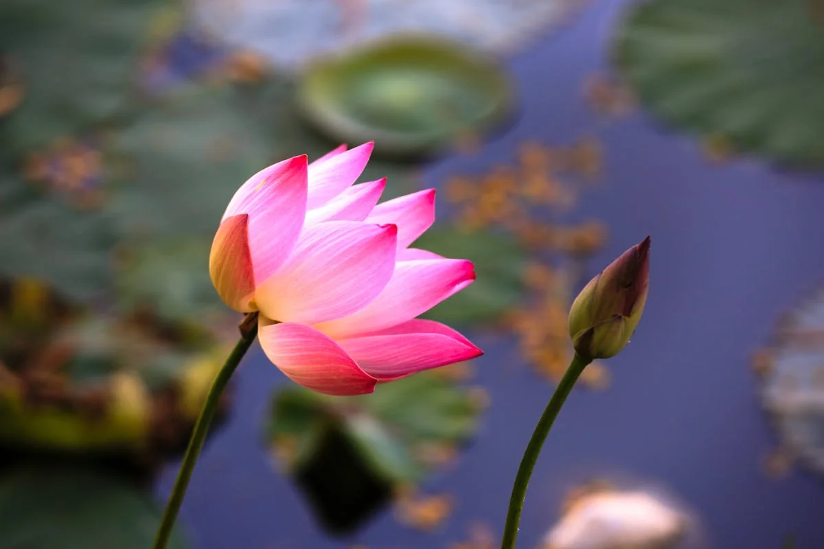 The Brass Navigator: On Choosing in an Engineered Age