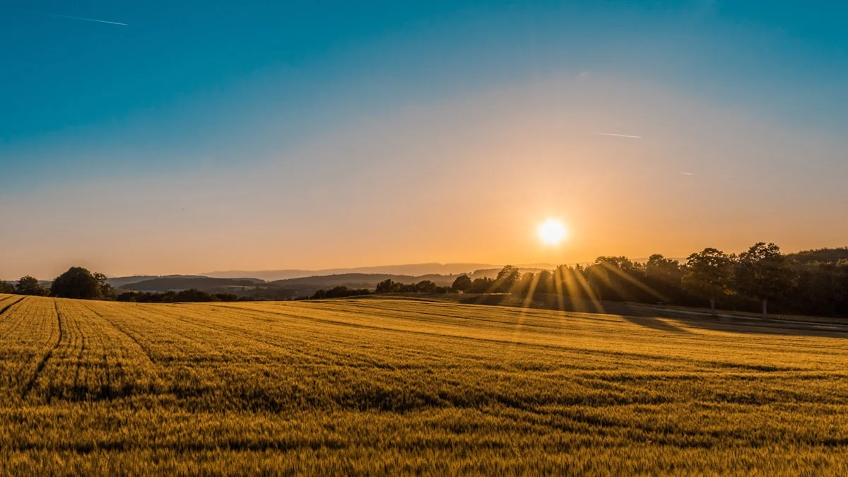 Golden August field at the edge of summer — a season that doesn't know it's ending