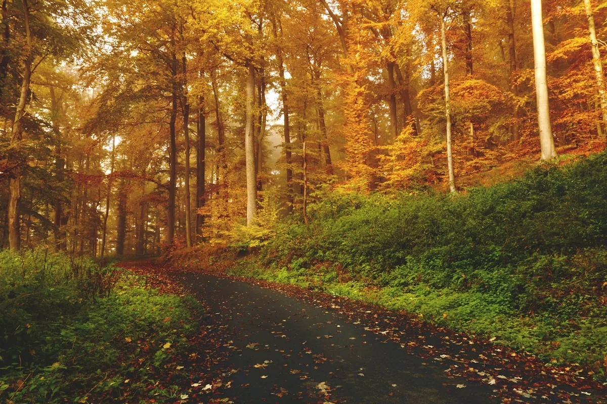 An autumn forest path in golden light — the moment that arrives while you're looking elsewhere