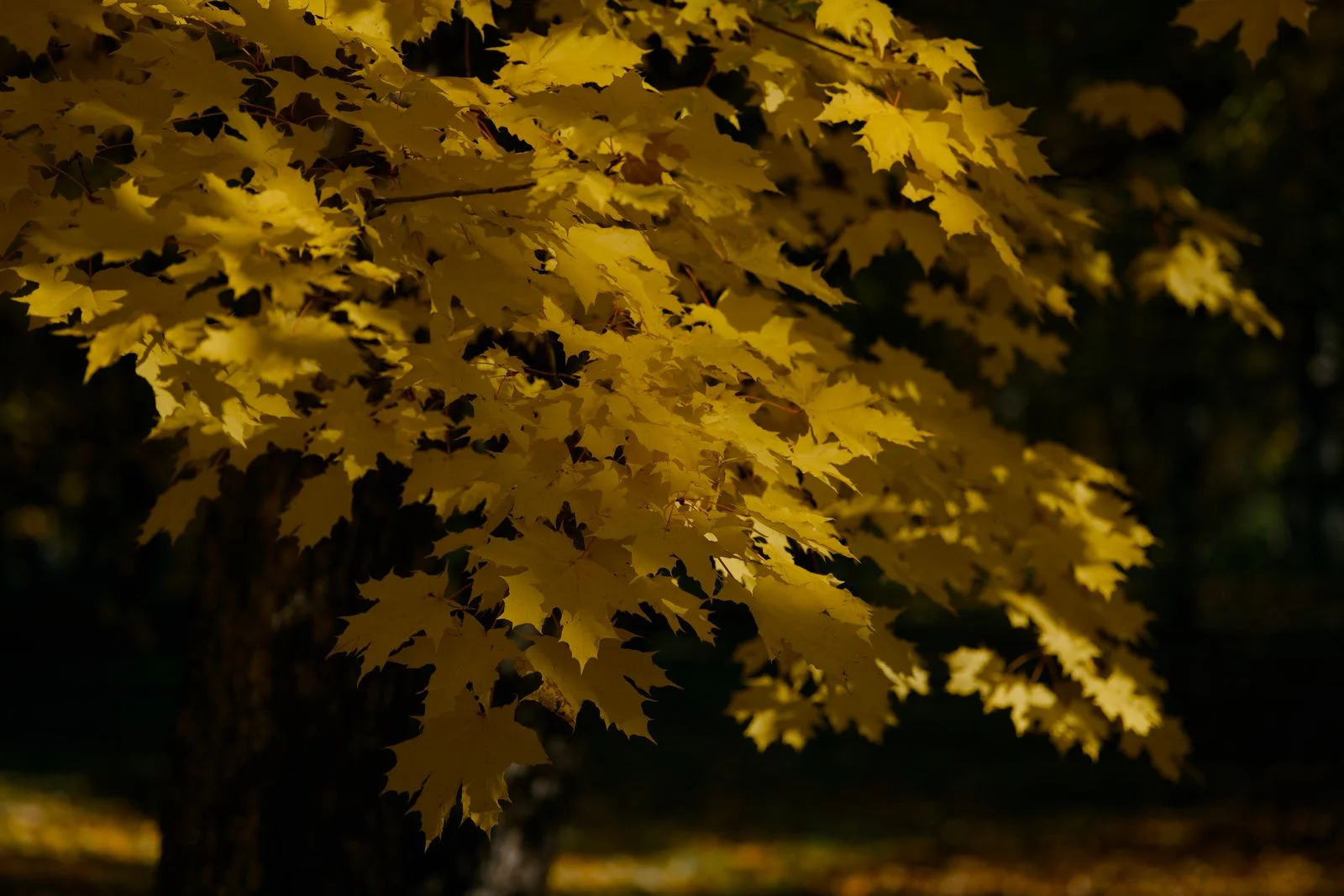 The first hint of autumn approaching — a tree at the edge of turning, gold against summer green
