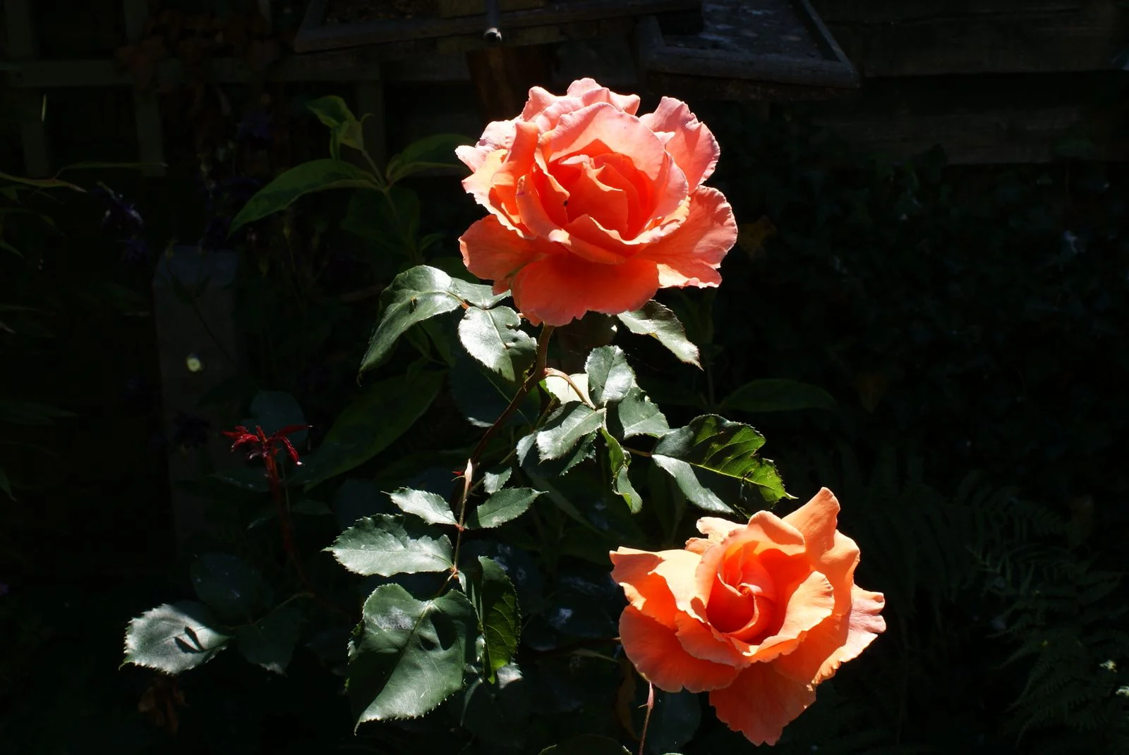 Late summer garden in golden afternoon light — roses heavy with the last of the season's warmth, petals starting to turn